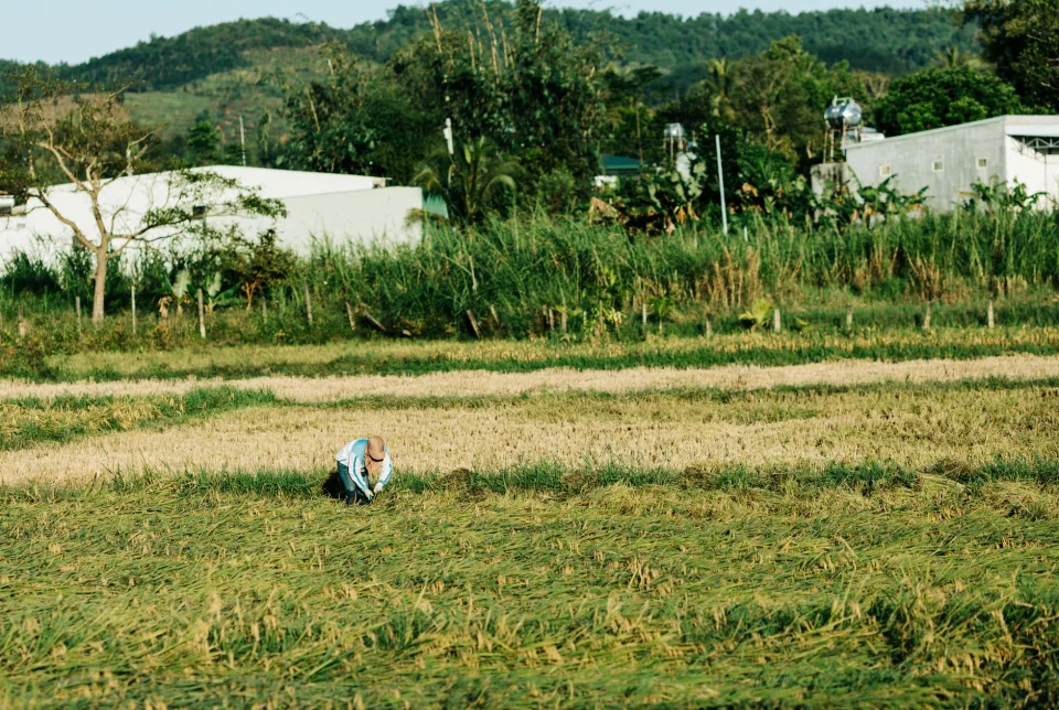 Hình ảnh tại Phan Đợi 3